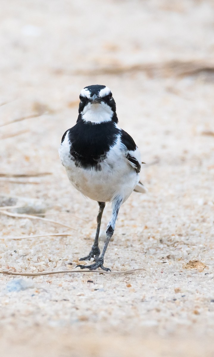 African Pied Wagtail - ML204988931