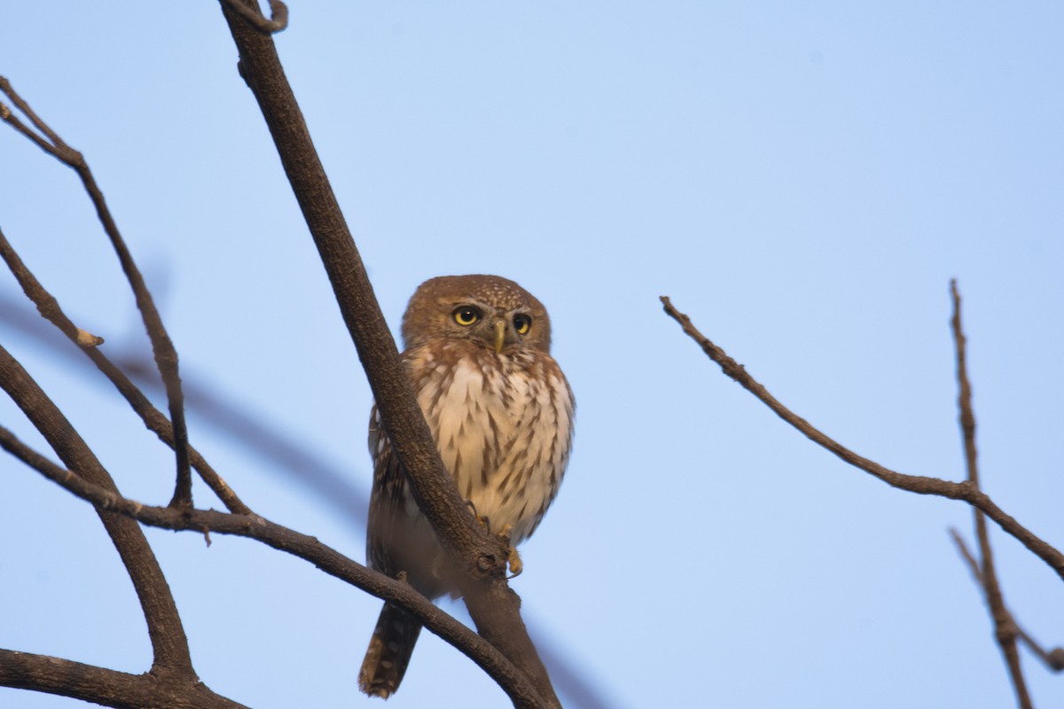 Pearl-spotted Owlet - Eric Francois Roualet