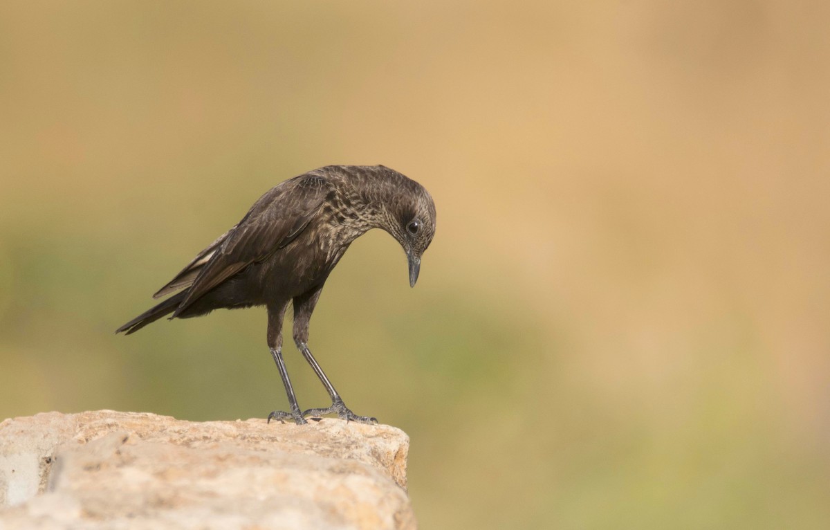 Northern Anteater-Chat - ML204989701