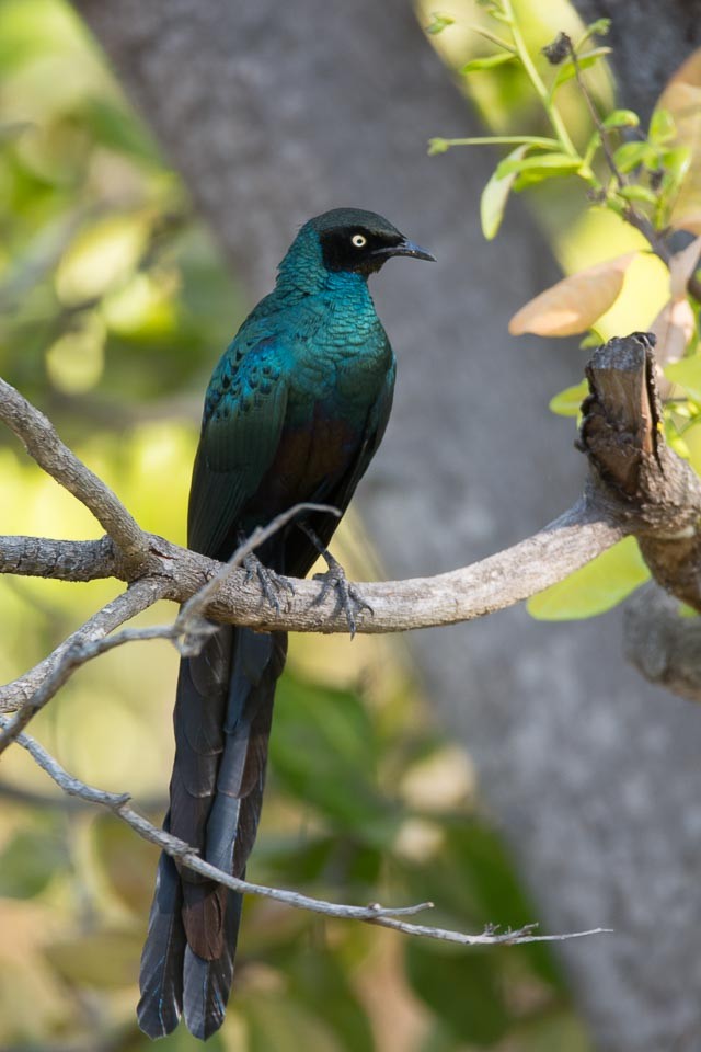 Long-tailed Glossy Starling - ML204989721
