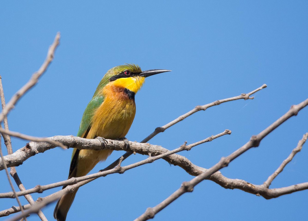 Little Bee-eater - ML204989761