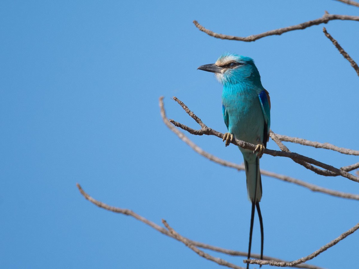 Abyssinian Roller - Eric Francois Roualet