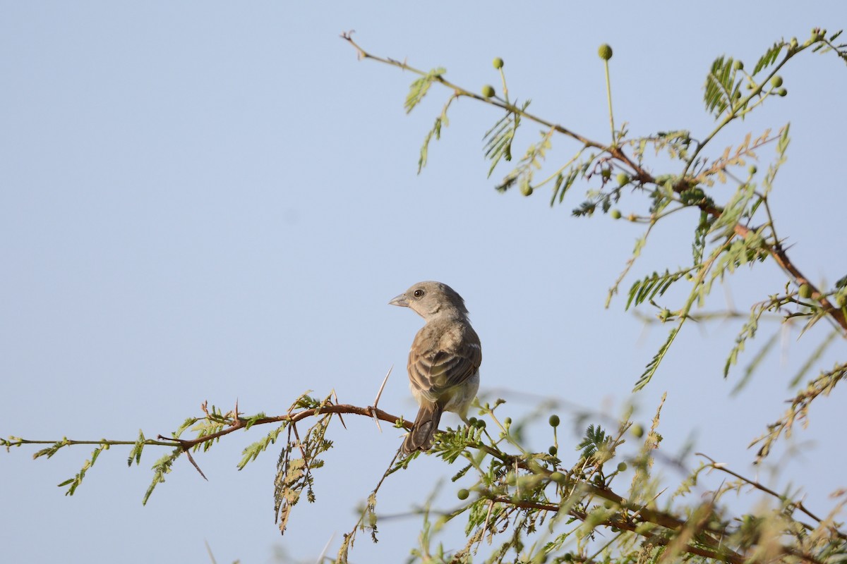 Northern Gray-headed Sparrow - ML204989871