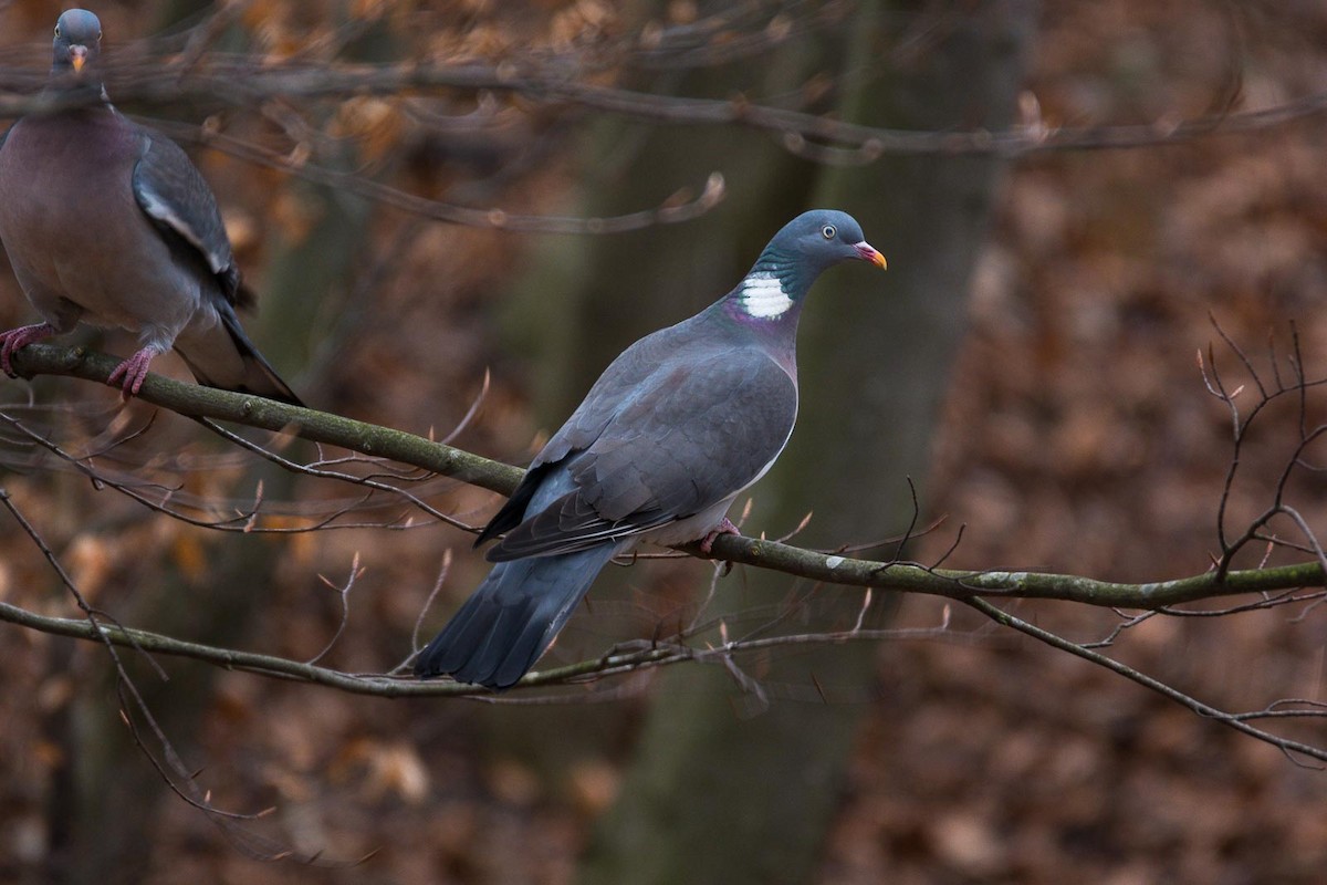 Common Wood-Pigeon (White-necked) - Eric Francois Roualet