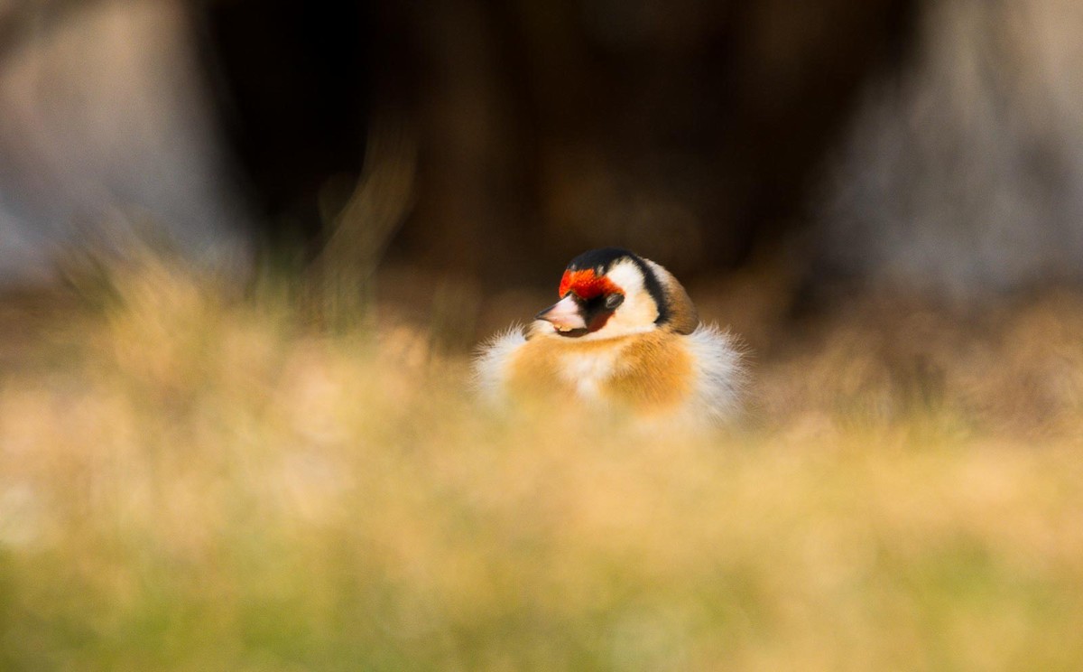 European Goldfinch (European) - Eric Francois Roualet