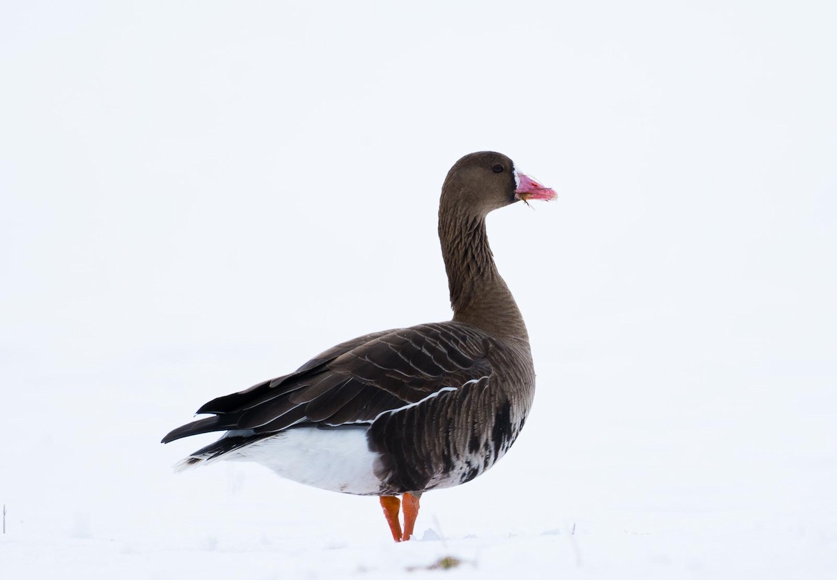 Greater White-fronted Goose (Eurasian) - Eric Francois Roualet