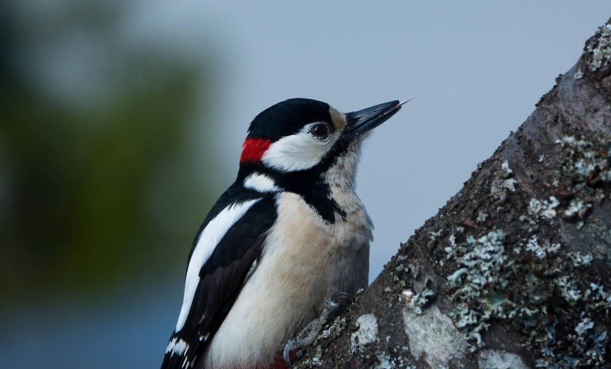 Great Spotted Woodpecker (Great Spotted) - Eric Francois Roualet