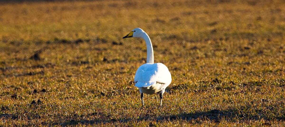 Whooper Swan - Eric Francois Roualet
