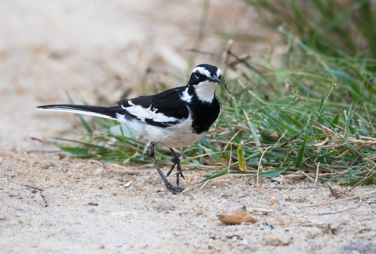 African Pied Wagtail - ML204990691
