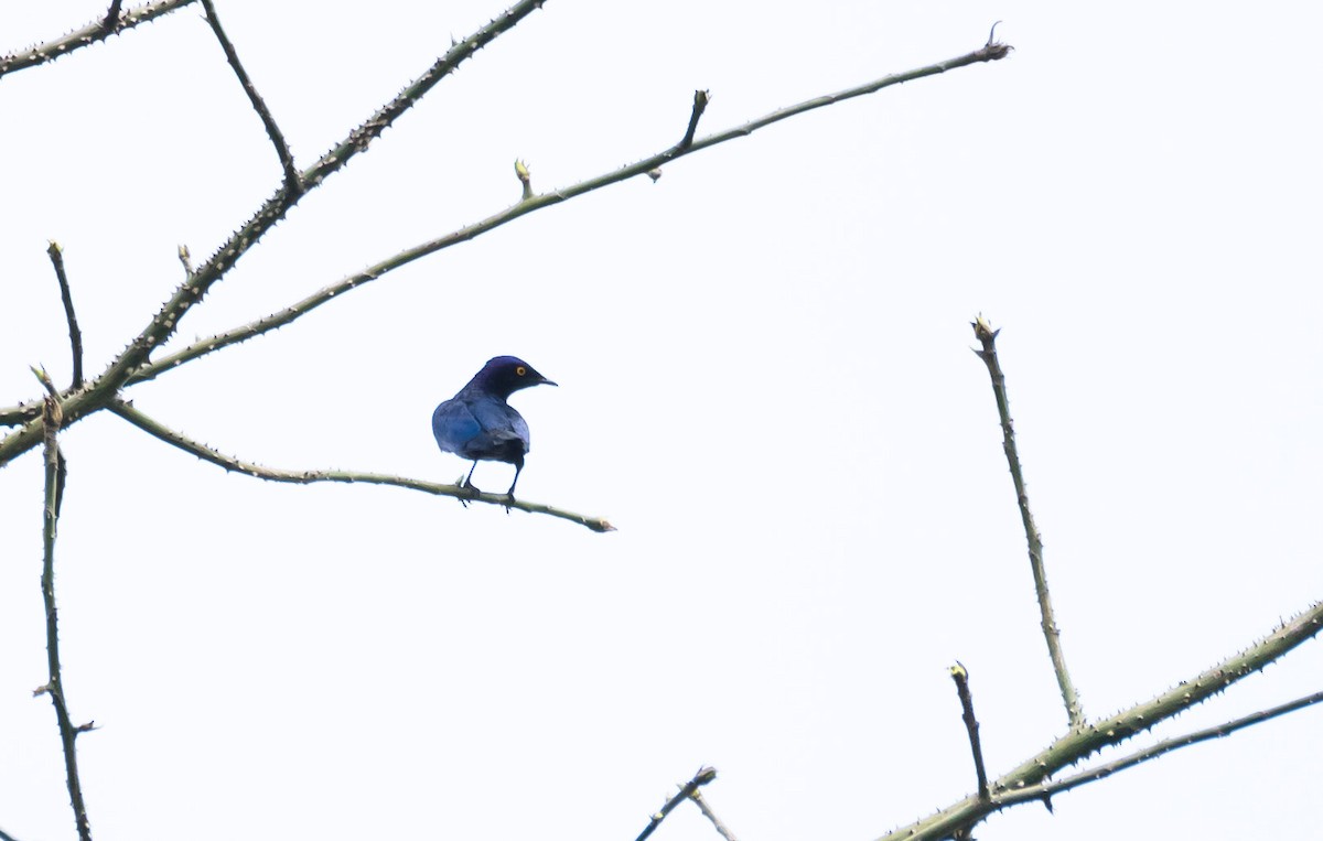 Copper-tailed Starling - ML204990891