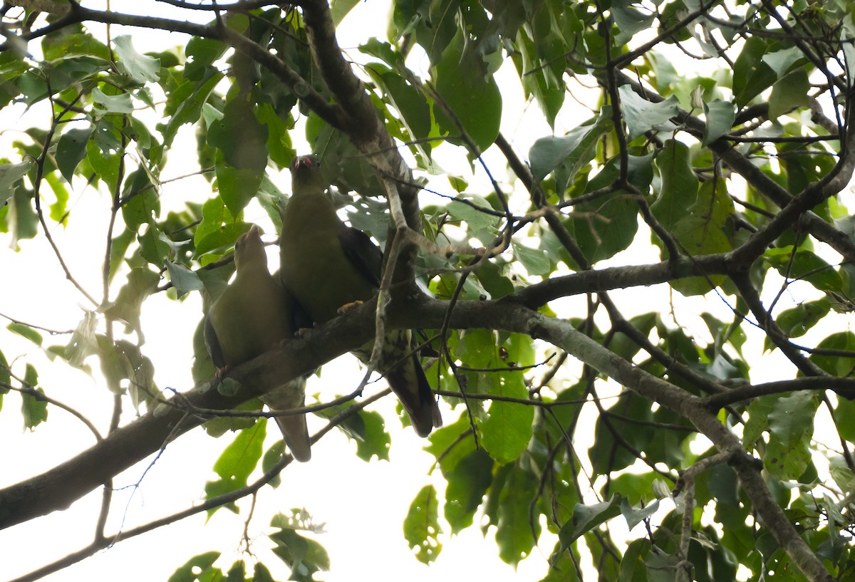 afrikagrønndue (calvus gr.) - ML204990971