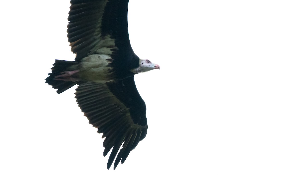 White-headed Vulture - Eric Francois Roualet