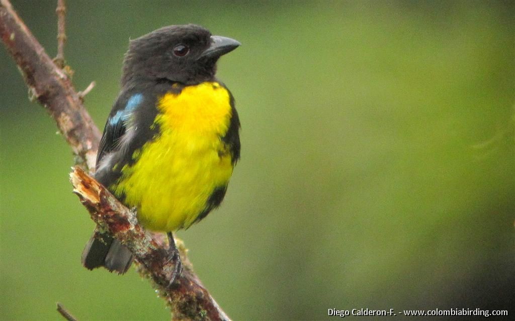 Black-and-gold Tanager - ML204991591