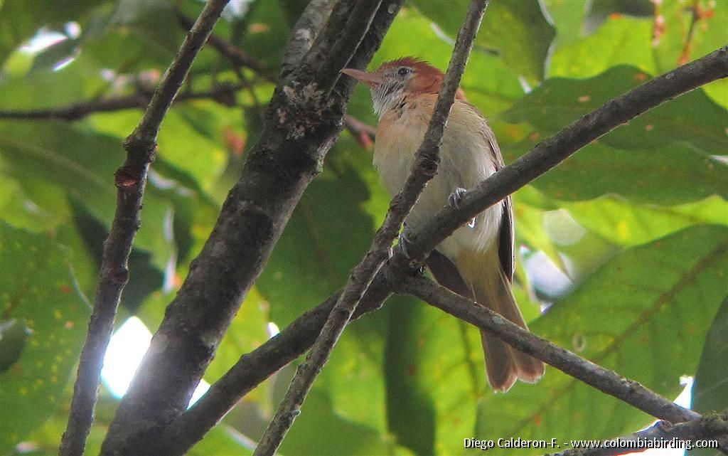Rufous-naped Greenlet - ML204991621
