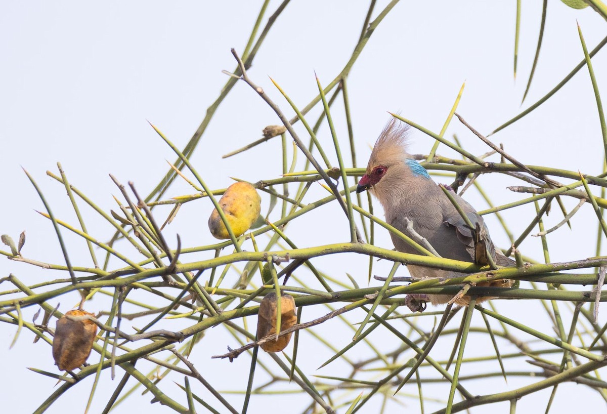 Blue-naped Mousebird - Eric Francois Roualet