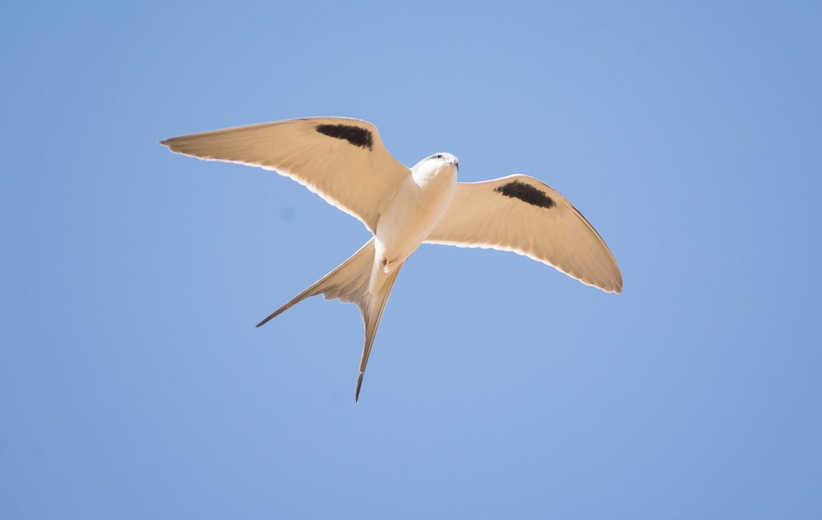 Scissor-tailed Kite - ML204991851