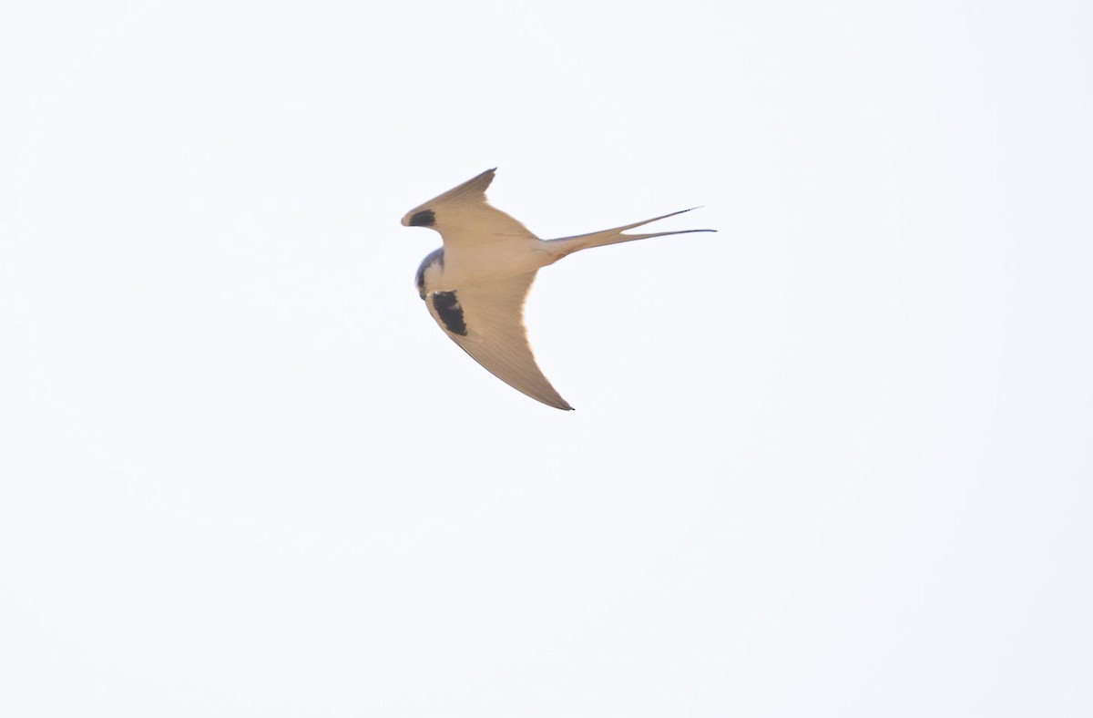 Scissor-tailed Kite - ML204991861