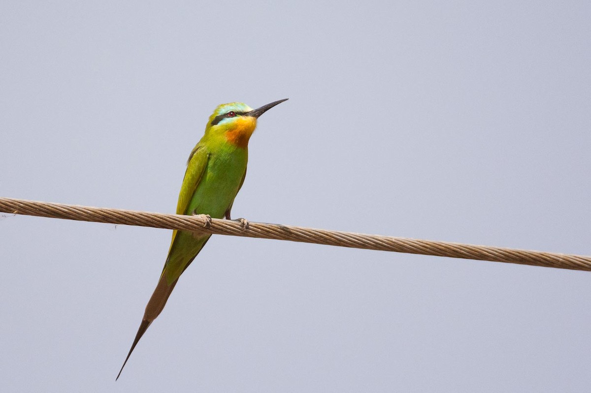 Blue-cheeked Bee-eater - Eric Francois Roualet