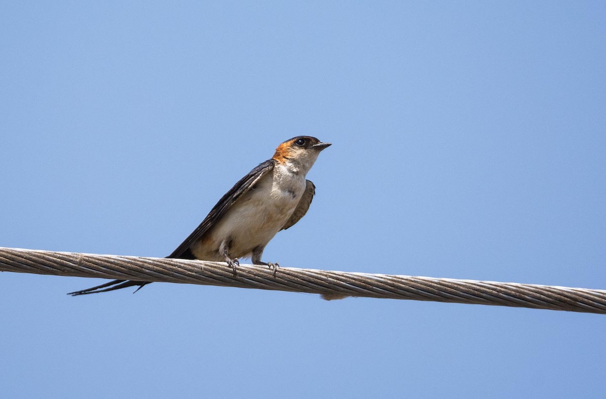 Red-rumped Swallow (West African) - Eric Francois Roualet