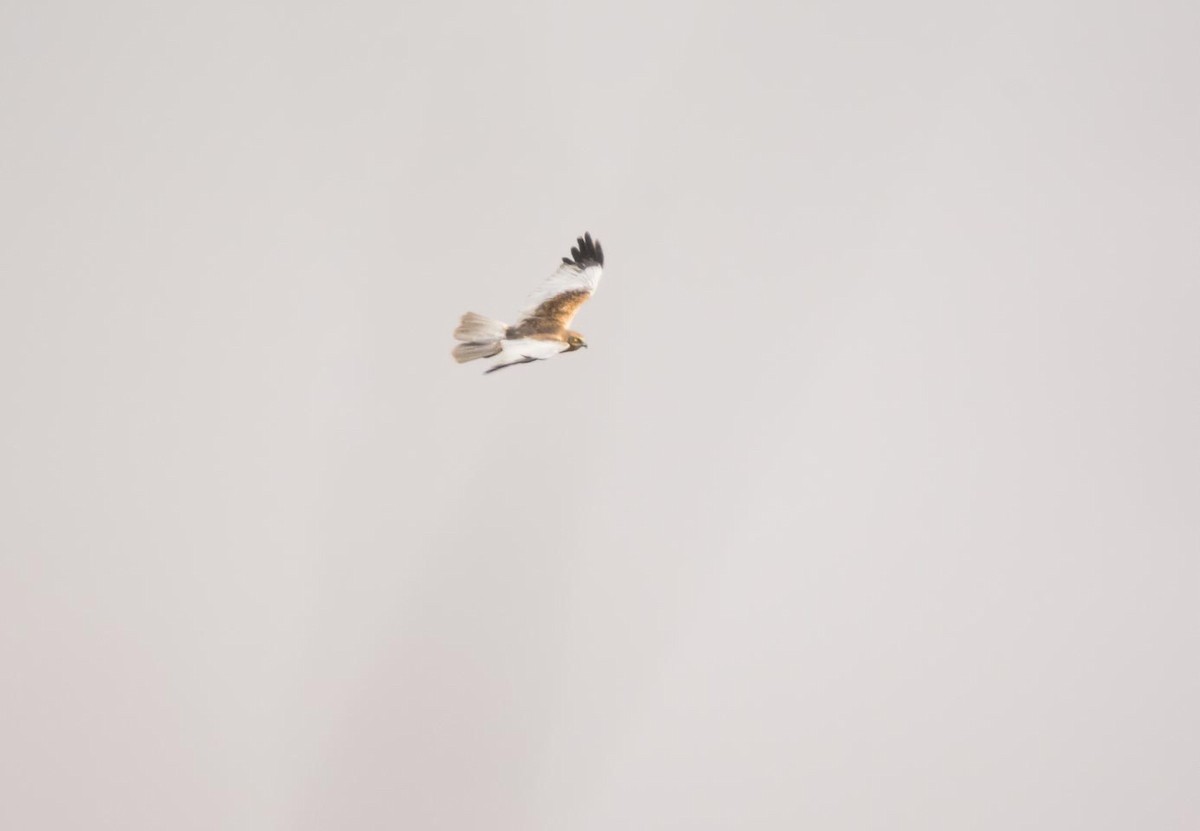 Western Marsh Harrier - Eric Francois Roualet