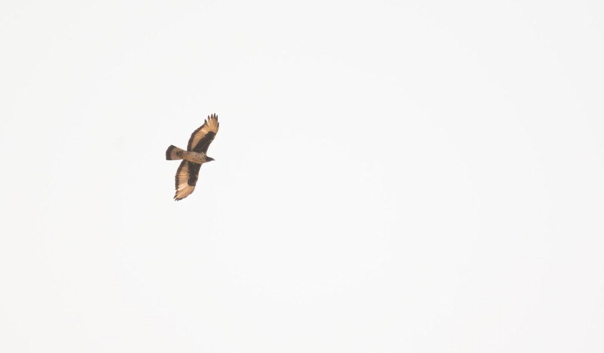 African Hawk-Eagle - Eric Francois Roualet