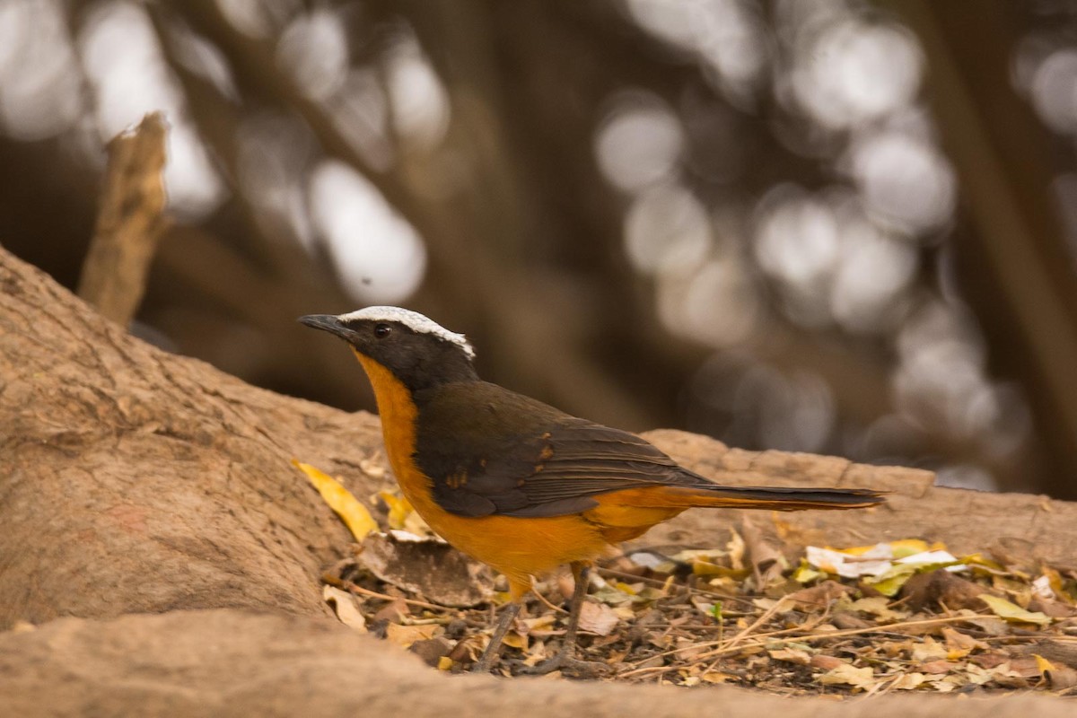 White-crowned Robin-Chat - ML204992471