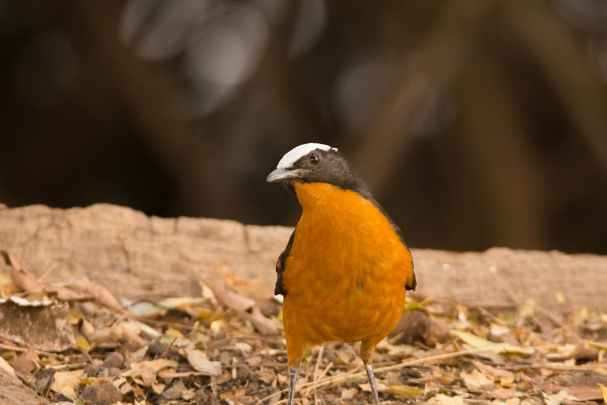 White-crowned Robin-Chat - ML204992481