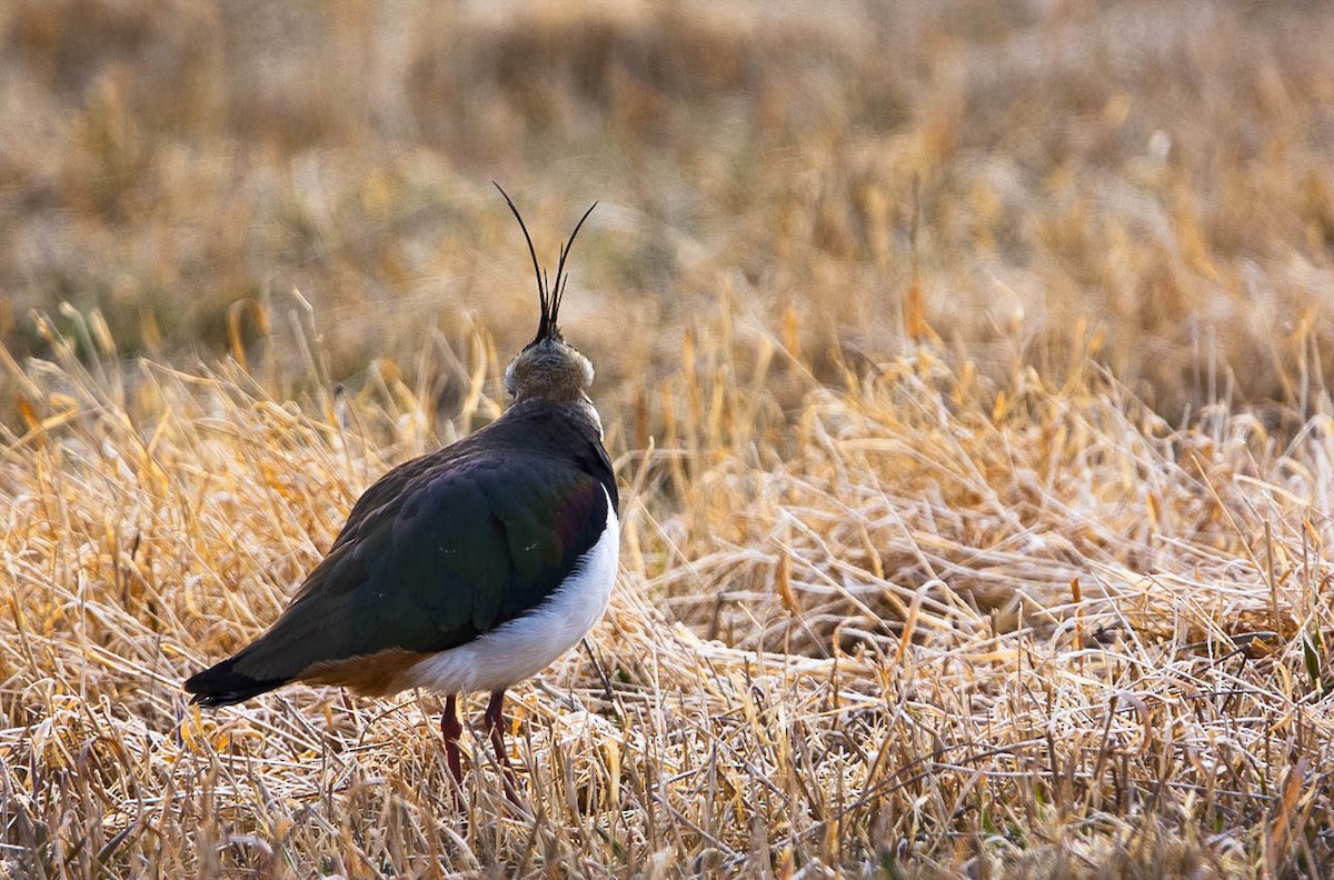 Northern Lapwing - Eric Francois Roualet
