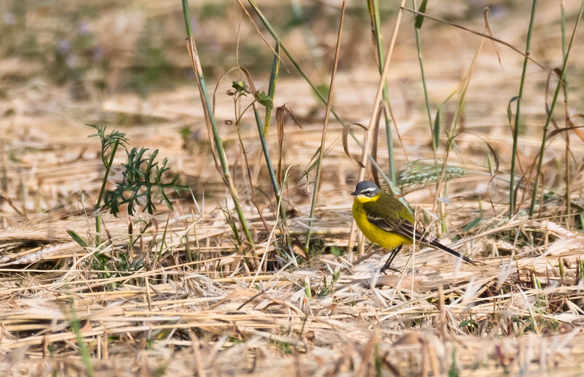Western Yellow Wagtail (flava) - Eric Francois Roualet