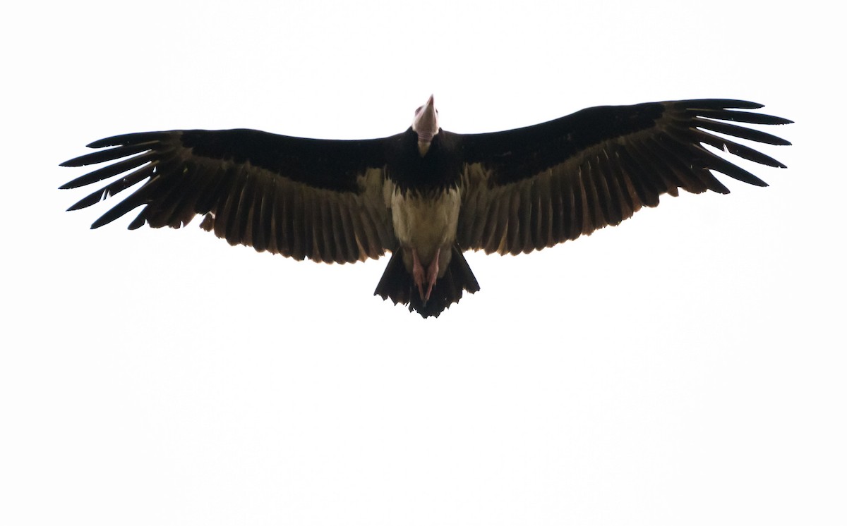 White-headed Vulture - Eric Francois Roualet