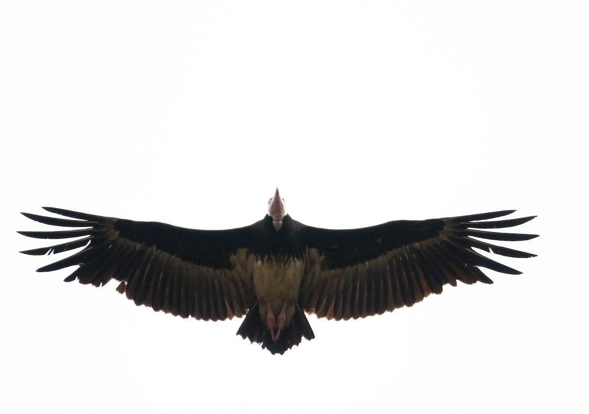 White-headed Vulture - ML204993271