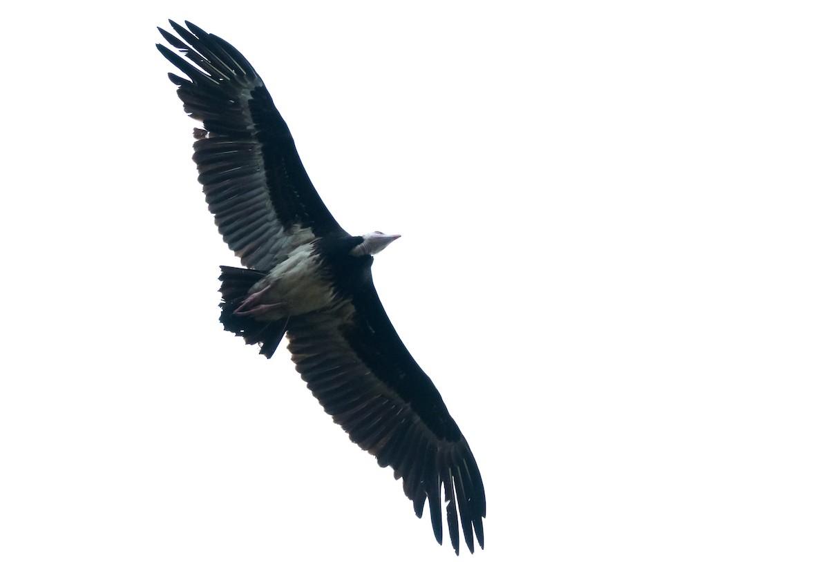 White-headed Vulture - ML204993281