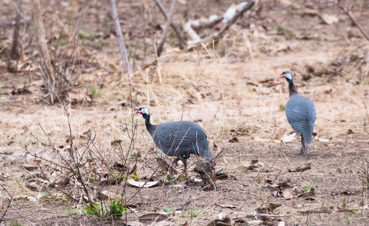 Helmeted Guineafowl (West African) - ML204993521
