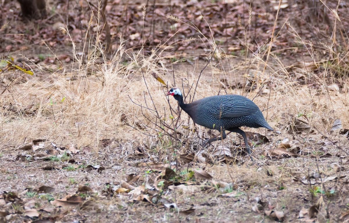 Helmeted Guineafowl (West African) - ML204993531