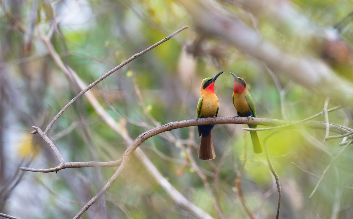 Red-throated Bee-eater - ML204993571