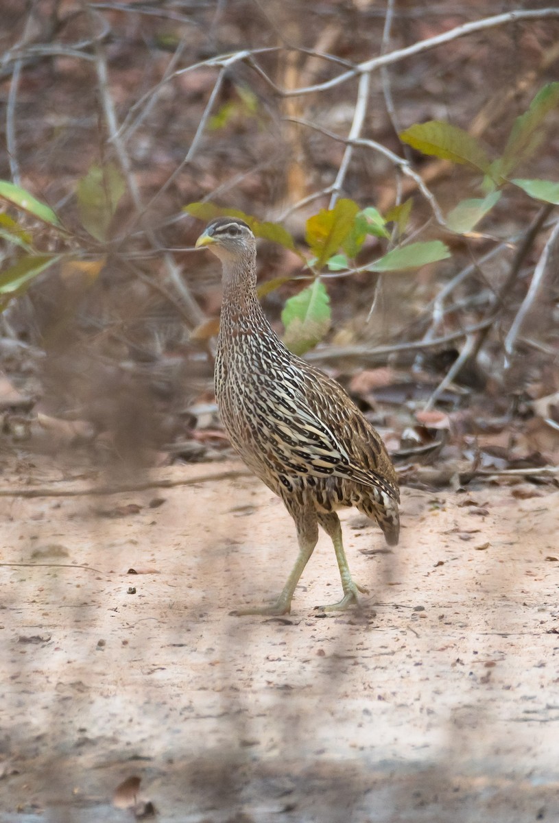 Double-spurred Francolin - ML204993691