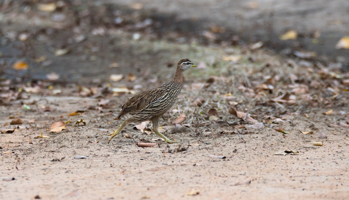 Double-spurred Francolin - ML204993701