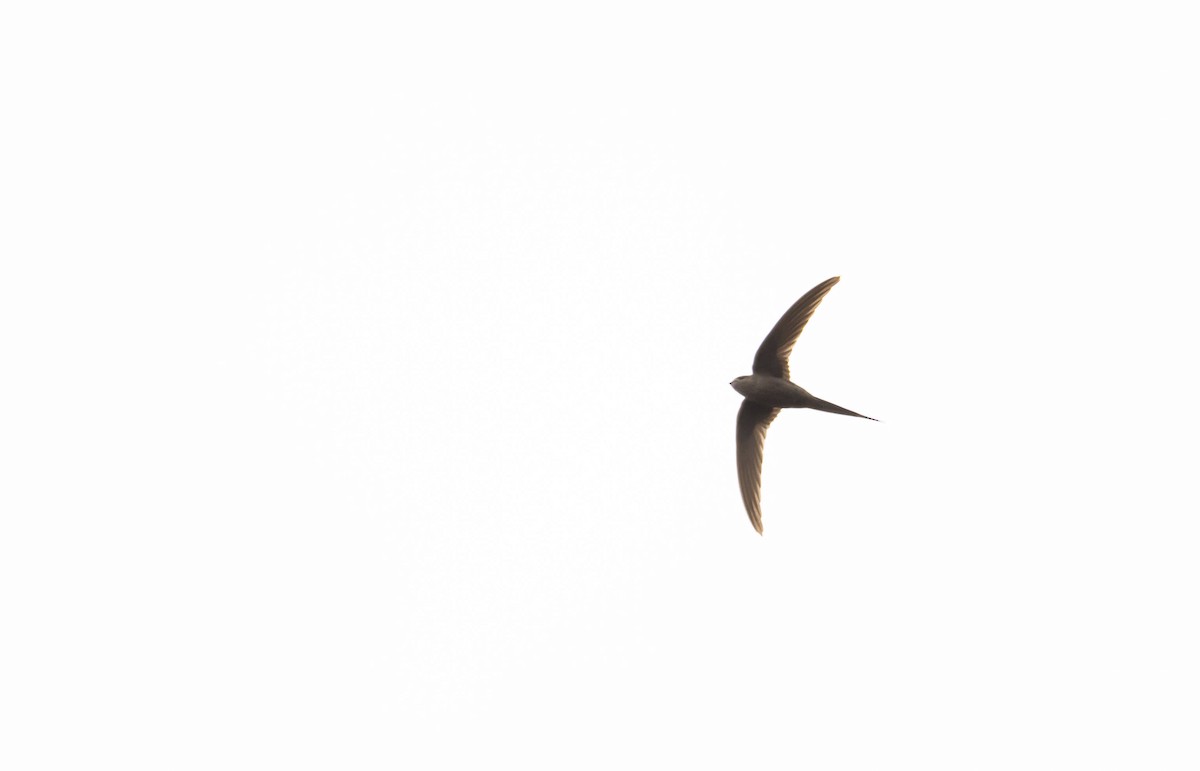 African Palm Swift - Eric Francois Roualet