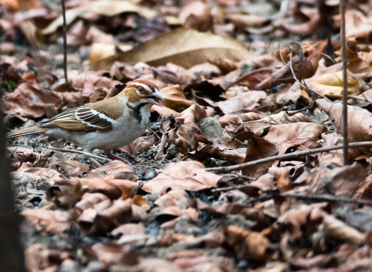 Chestnut-crowned Sparrow-Weaver - ML204993751