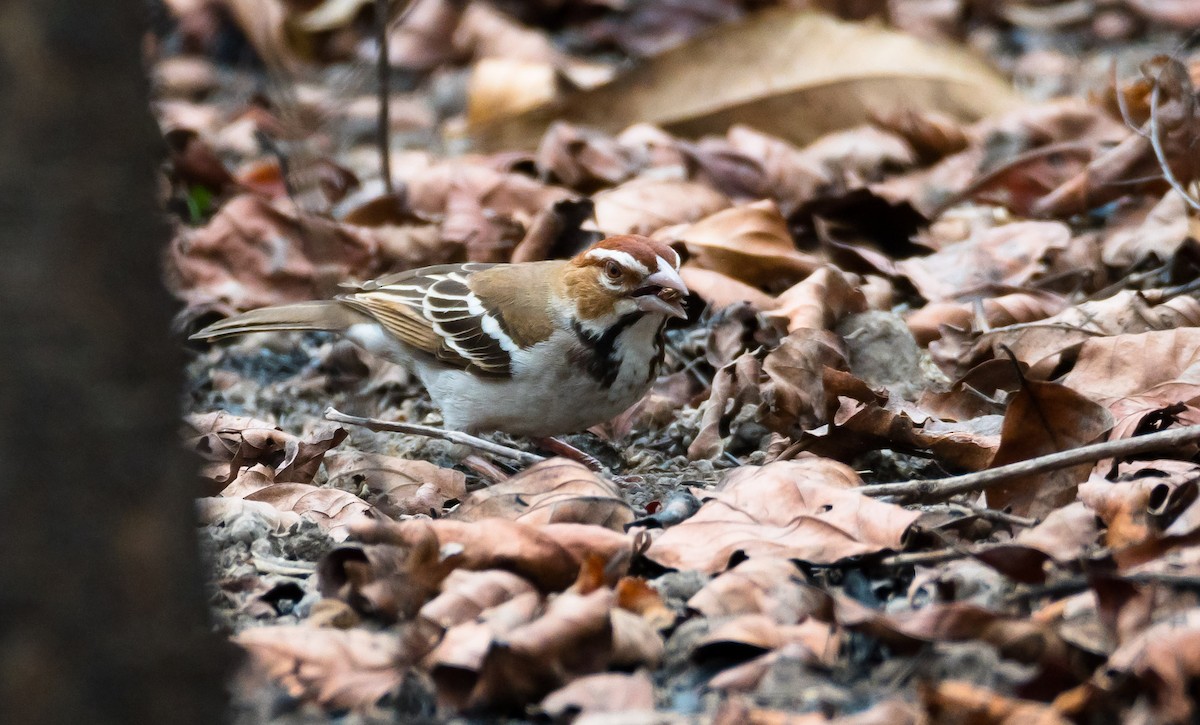 Chestnut-crowned Sparrow-Weaver - ML204993761