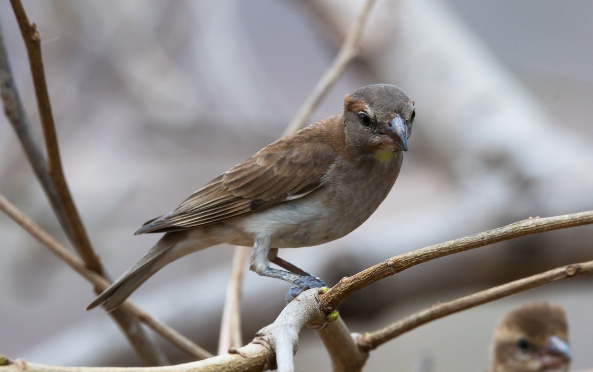 Sahel Bush Sparrow - ML204993871