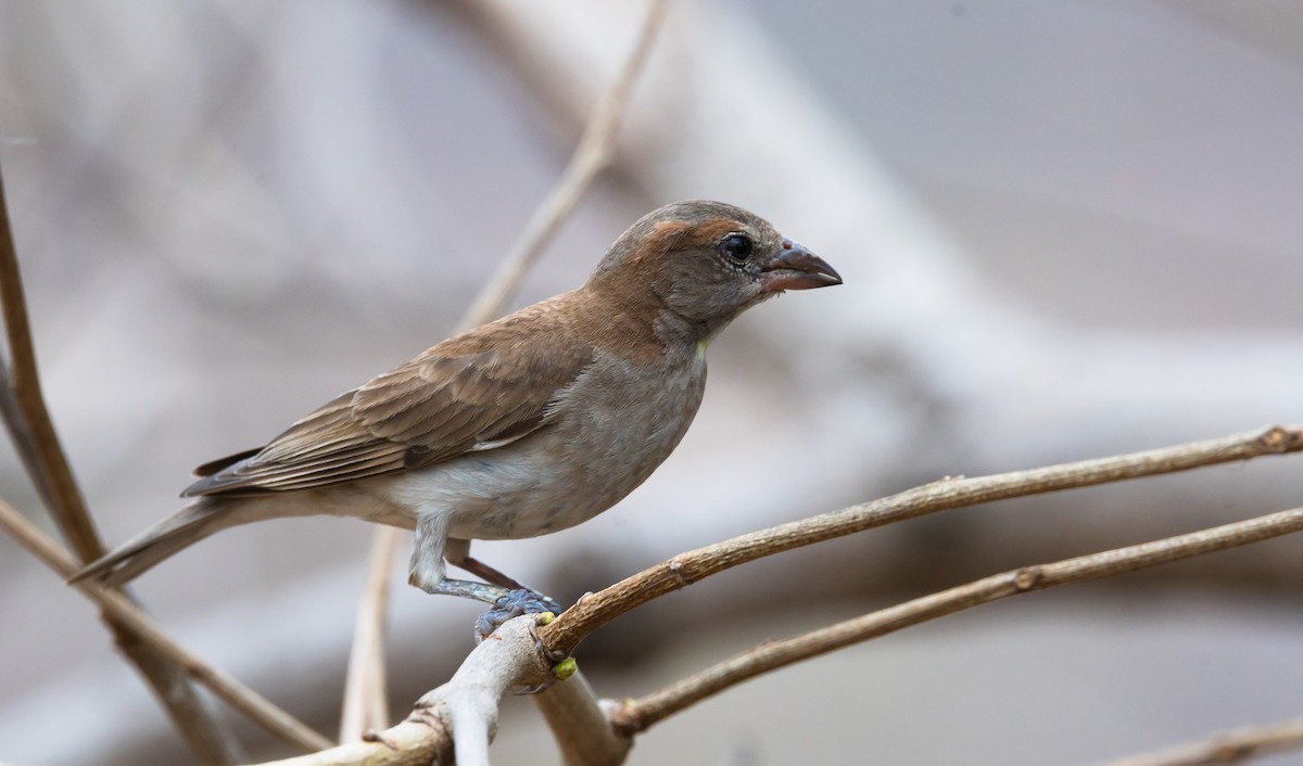 Sahel Bush Sparrow - ML204993881