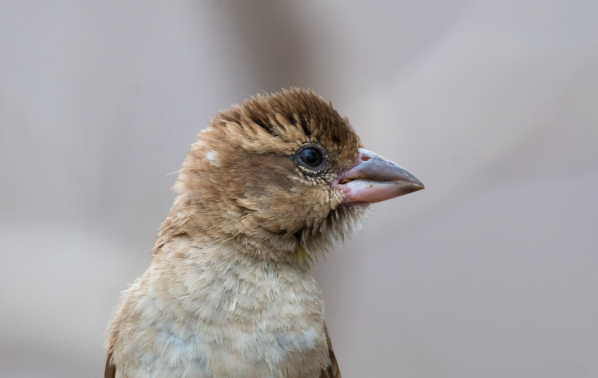 Sahel Bush Sparrow - ML204993911