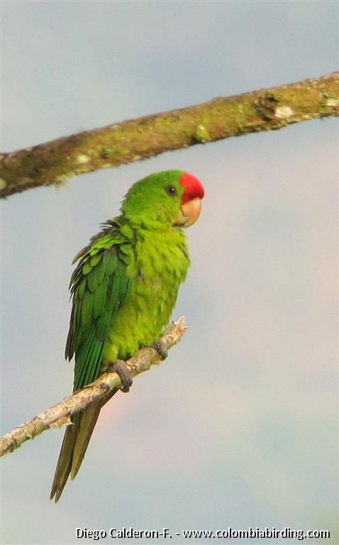 Scarlet-fronted Parakeet (Scarlet-fronted) - ML204994061