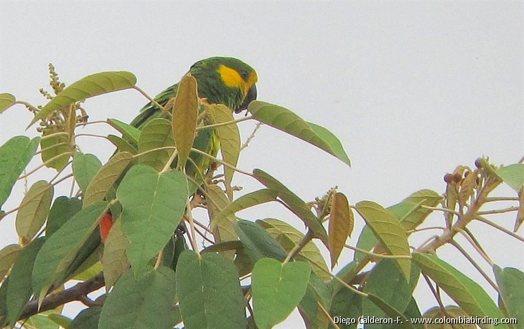 Yellow-eared Parrot - ML204994071