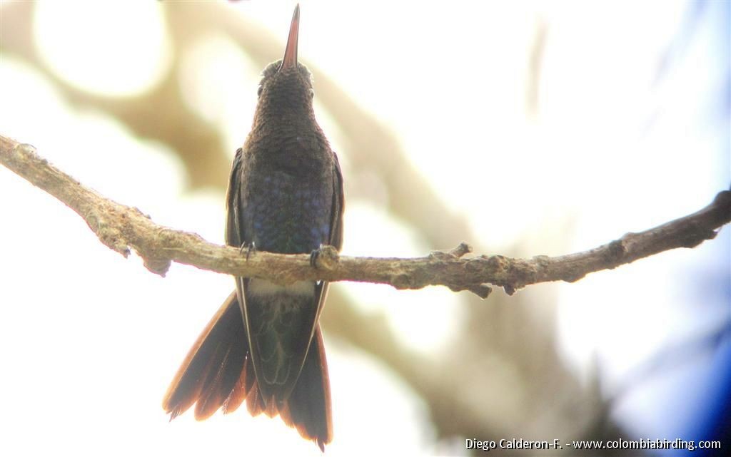 Sapphire-bellied Hummingbird - ML204994101
