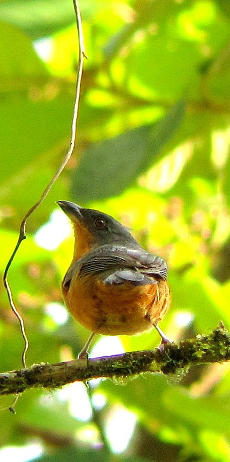 Rufous-crested Tanager - ML204994141