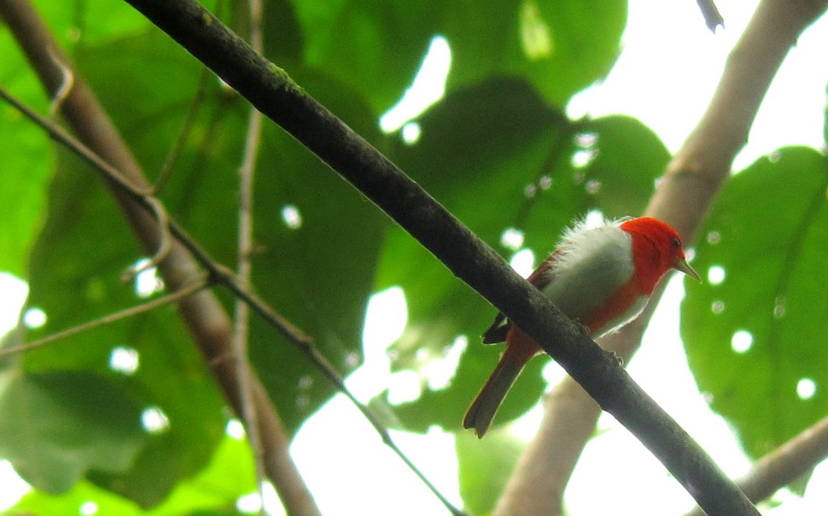 Scarlet-and-white Tanager - ML204994211