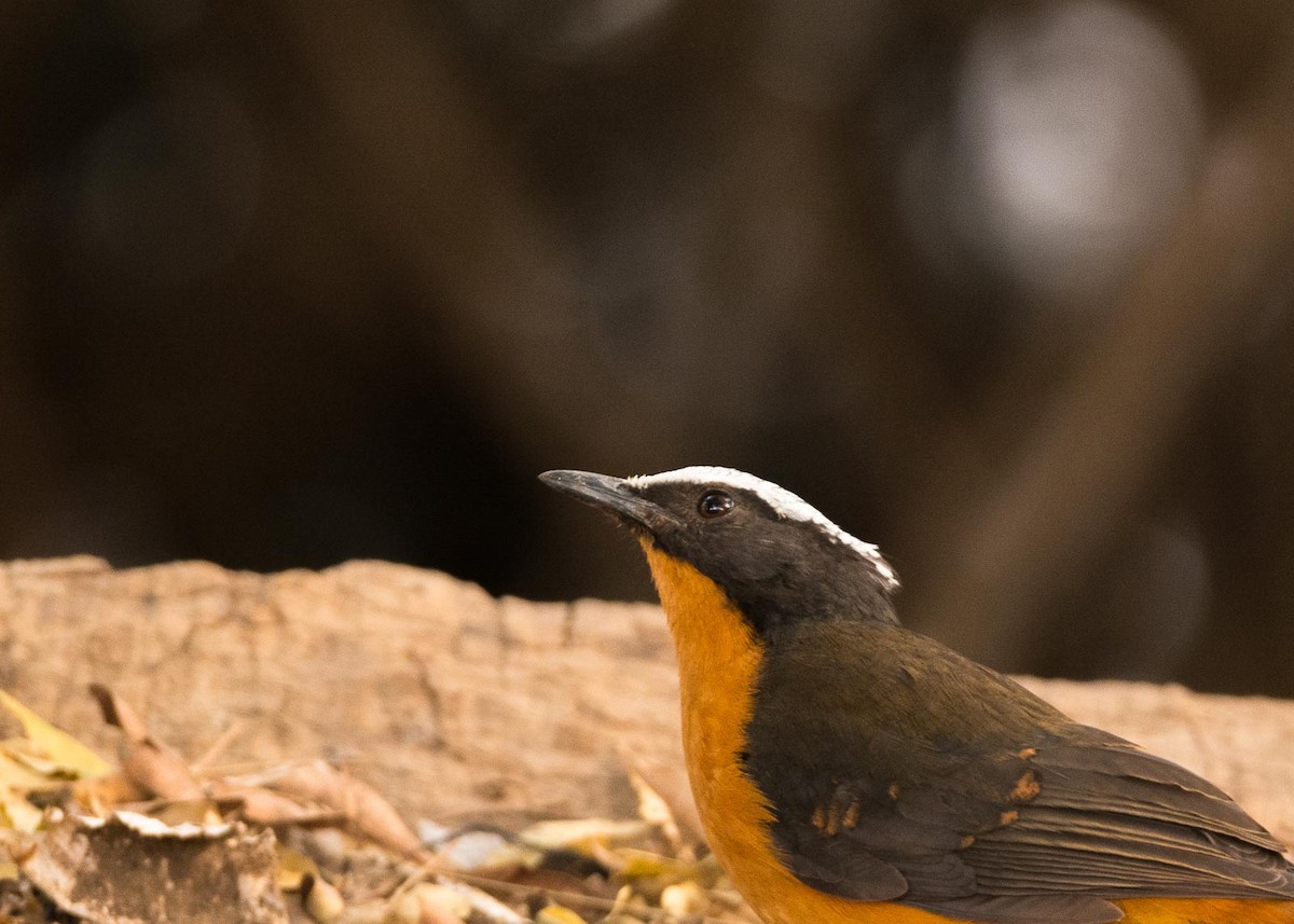 White-crowned Robin-Chat - ML204994311