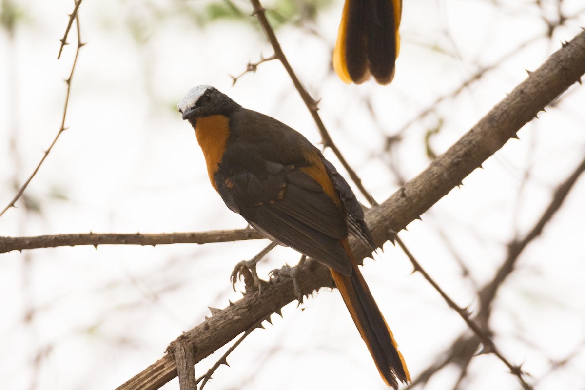White-crowned Robin-Chat - ML204994321